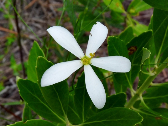 {Sabatia difformis}